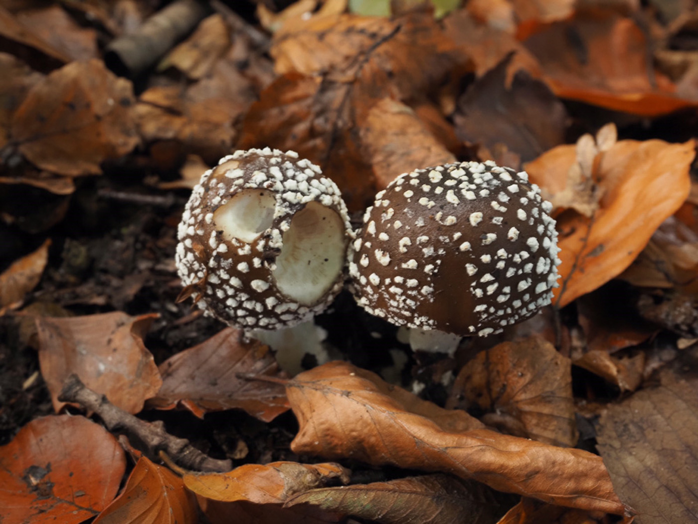 Amanita pantherina  by Claire Williams